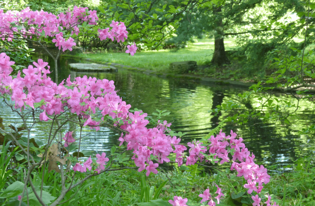 The Toledo Botanical Gardens. A pond surrounded by greenery and blooming pink flowers.